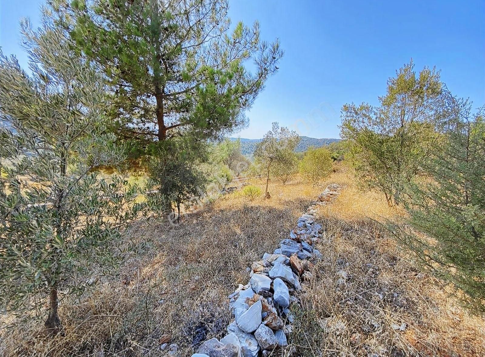 Bodrum Kızılağaç Müstakil Kadastro Yola 88 Metre Cepheli Tarla - Görsel 16