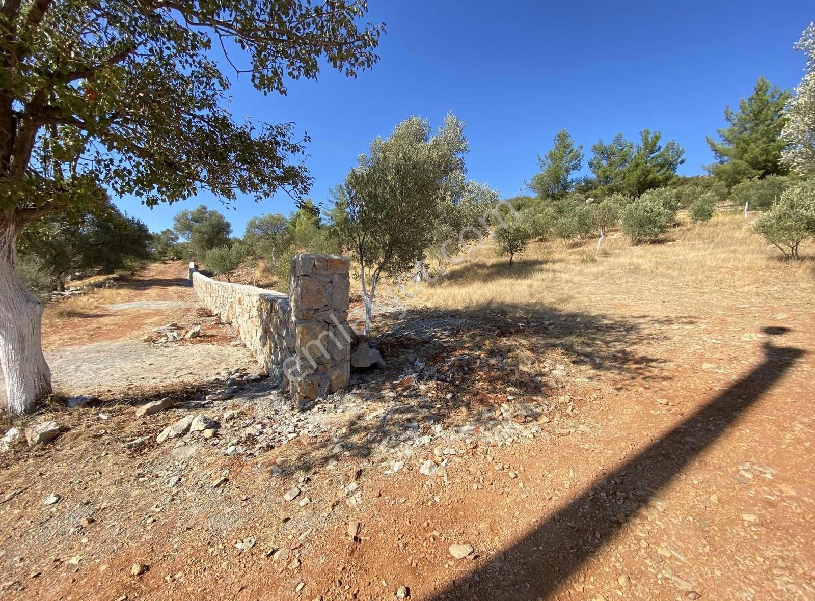 Bodrum Kızılağaç Müstakil Kadastro Yola 88 Metre Cepheli Tarla - Görsel 8