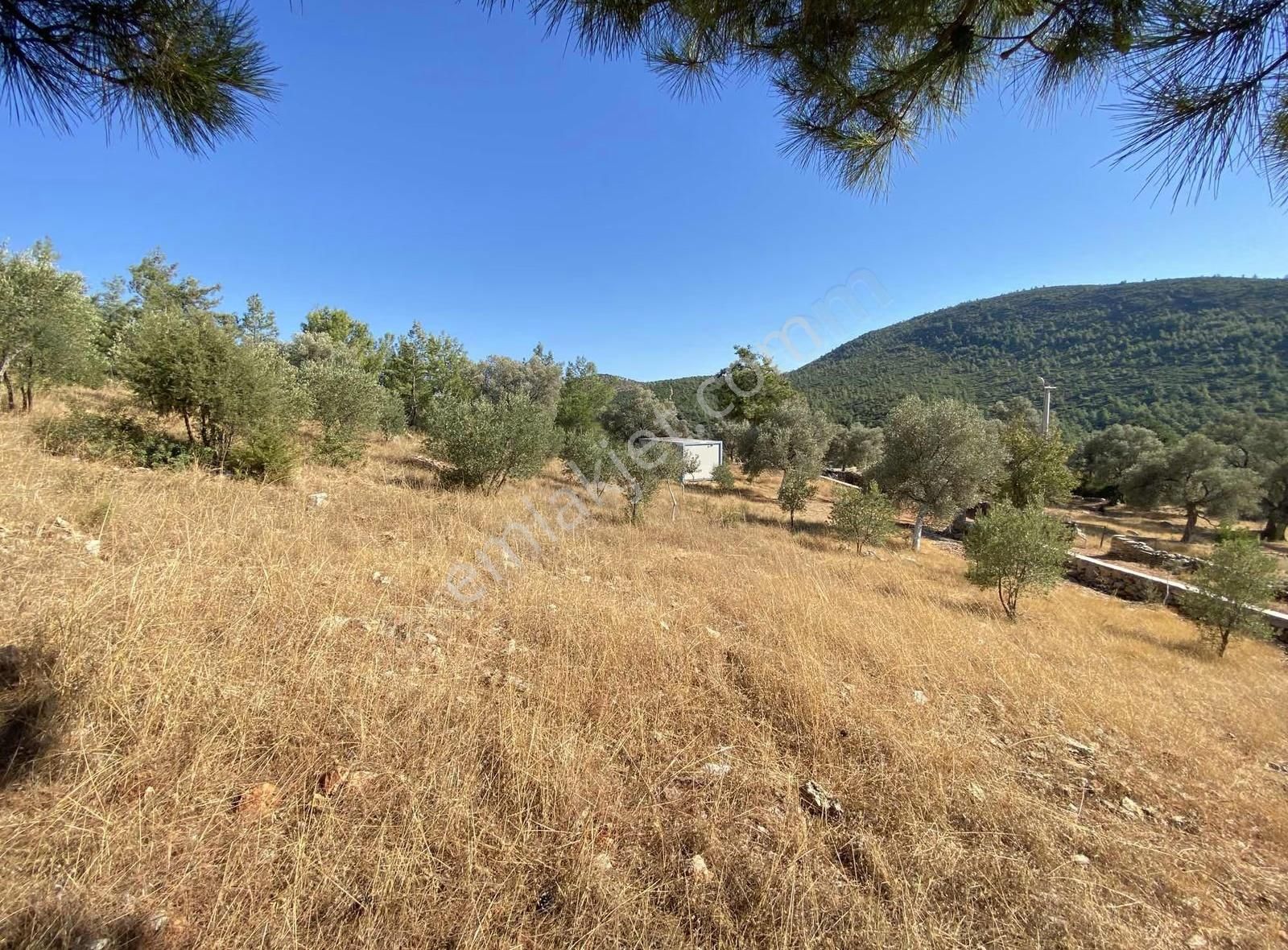 Bodrum Kızılağaç Müstakil Kadastro Yola 88 Metre Cepheli Tarla - Görsel 17