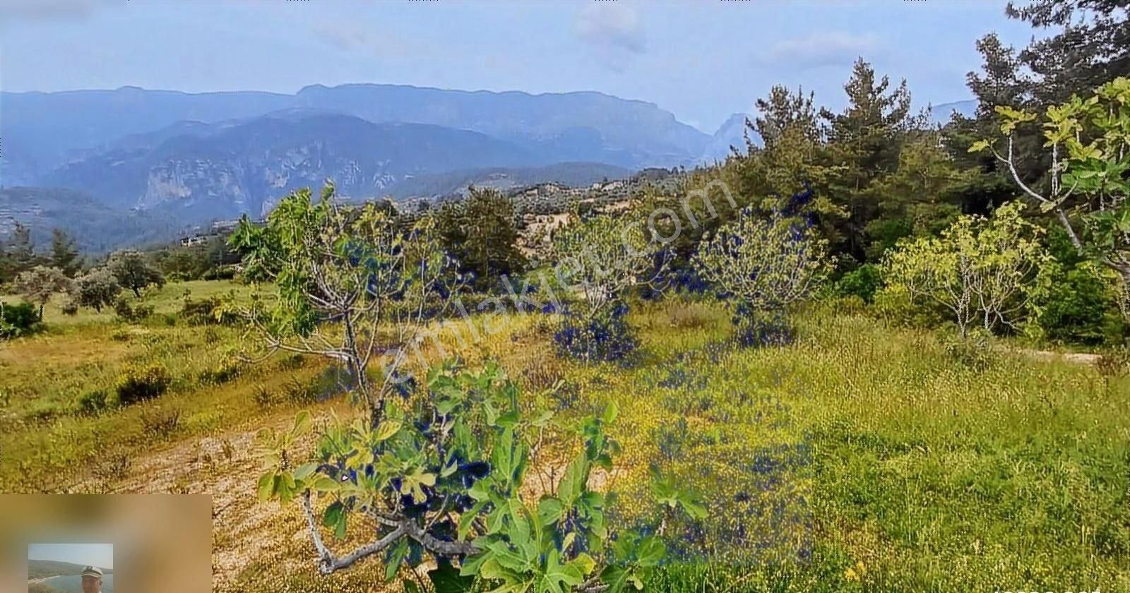 Milas Ören Yakınlarında Satılık İncir Bahcesi 8 Milyon Tl - Görsel 6