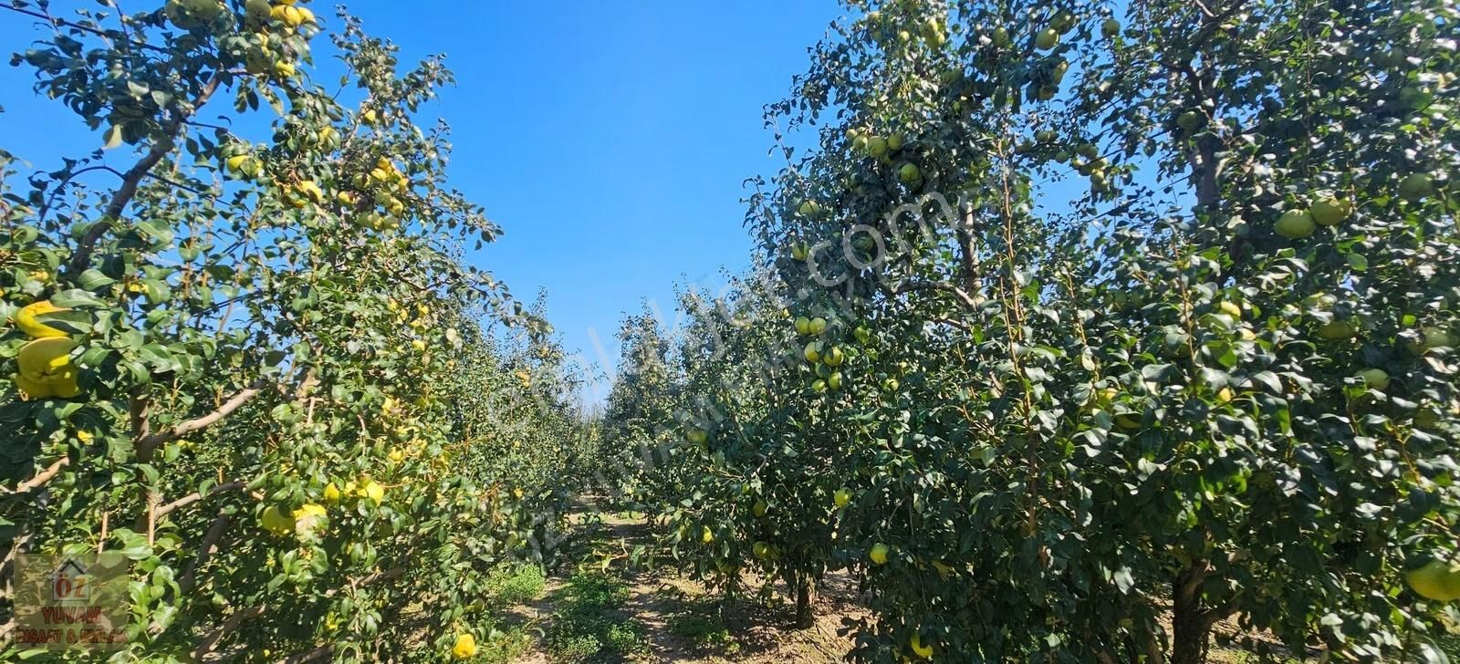 Gürsu Canbazlar'da Satılık 1.770m2 Deveci Armut Bahçesi... - Görsel 3