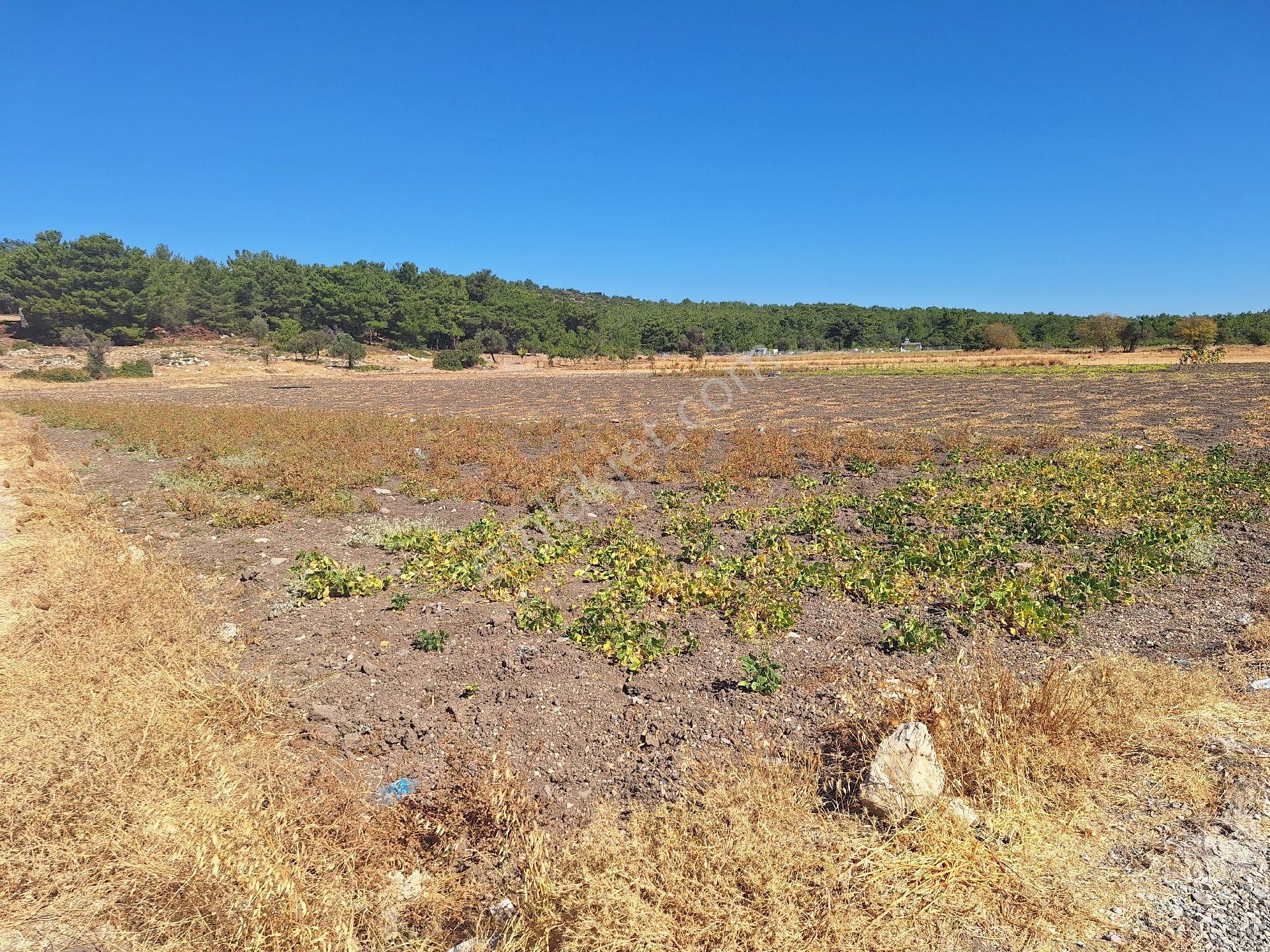 Urla Kadıovacık'ta 285 M2 Müstakil Tapulu, Resmi Yolu Olan Tarla - Görsel 9