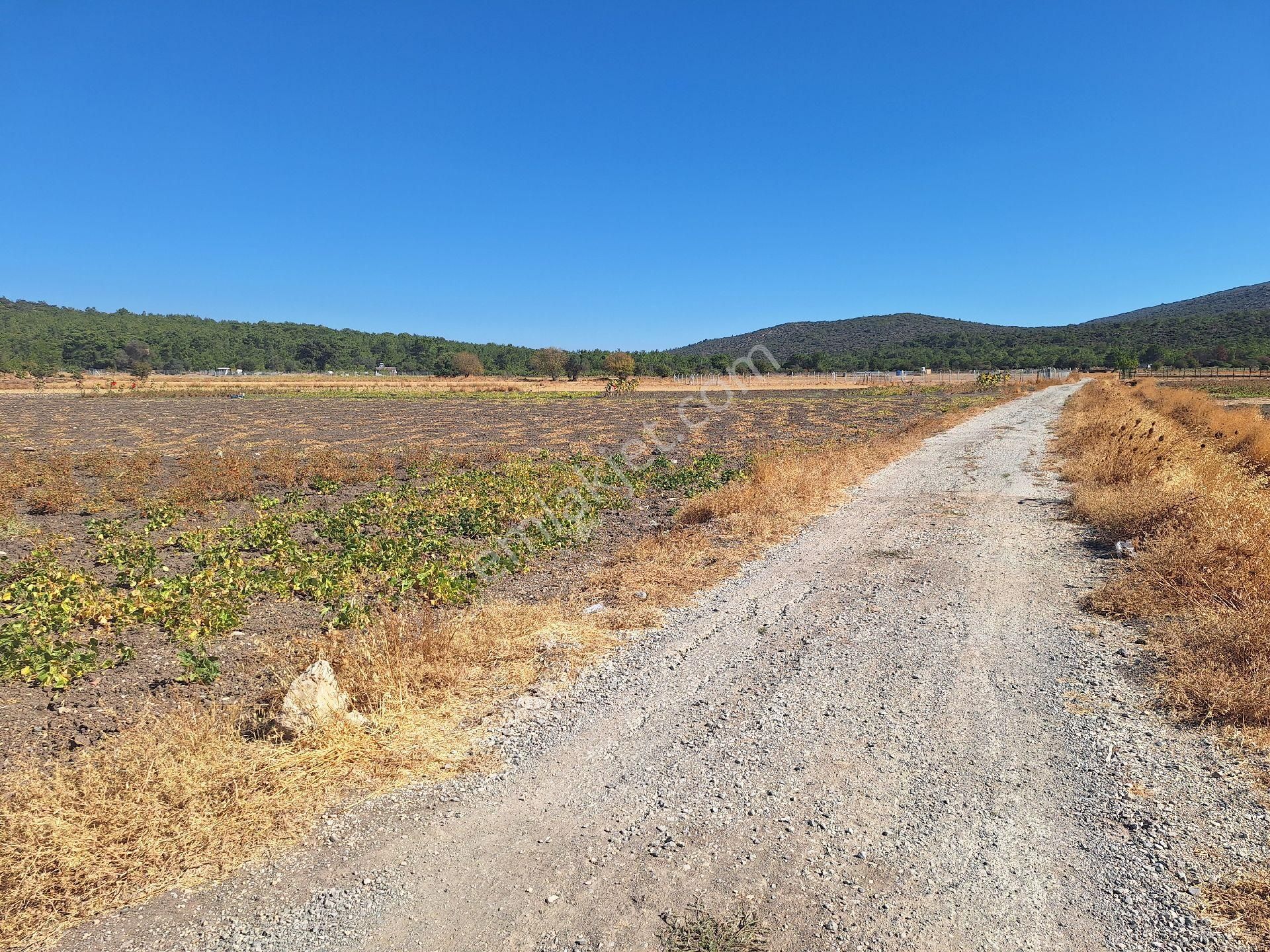 Urla Kadıovacık'ta 285 M2 Müstakil Tapulu, Resmi Yolu Olan Tarla - Görsel 2