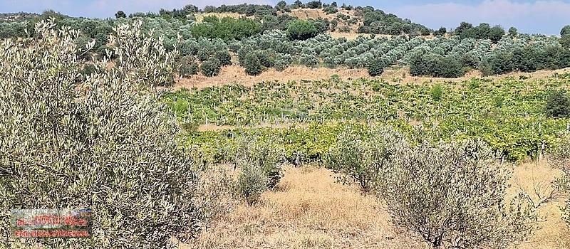 Zeytinlik Bağ , Sondaj Ve Elektrik Var - Görsel 4