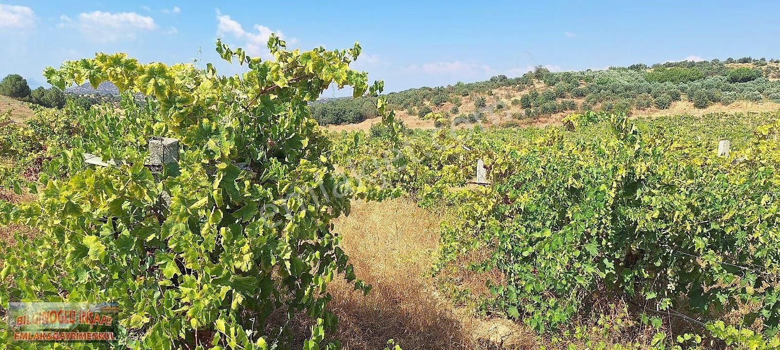 Zeytinlik Bağ , Sondaj Ve Elektrik Var - Görsel 5