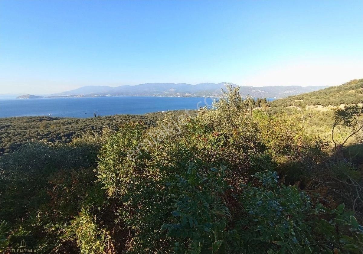 Bandırma Özlem Gayrimenkulden Edincik Mahallesi Deniz Manzaralı İmarın Dibinde 1823 M2 Zeytinlik - Görsel 7