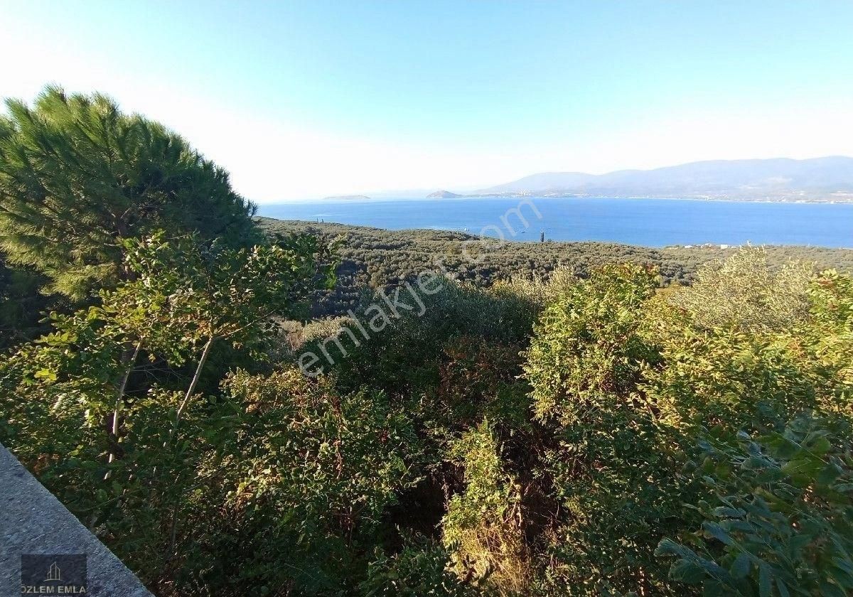 Bandırma Özlem Gayrimenkulden Edincik Mahallesi Deniz Manzaralı İmarın Dibinde 1823 M2 Zeytinlik - Görsel 2