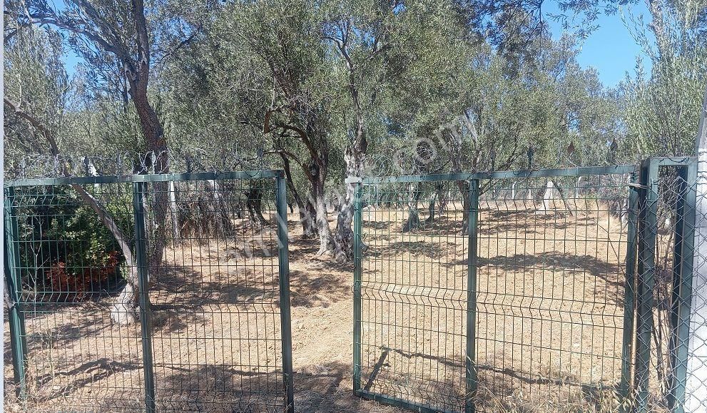 Acil! Pelitköy Sahibinden Satılık, Anayola 1 Parsel Zeytinlik