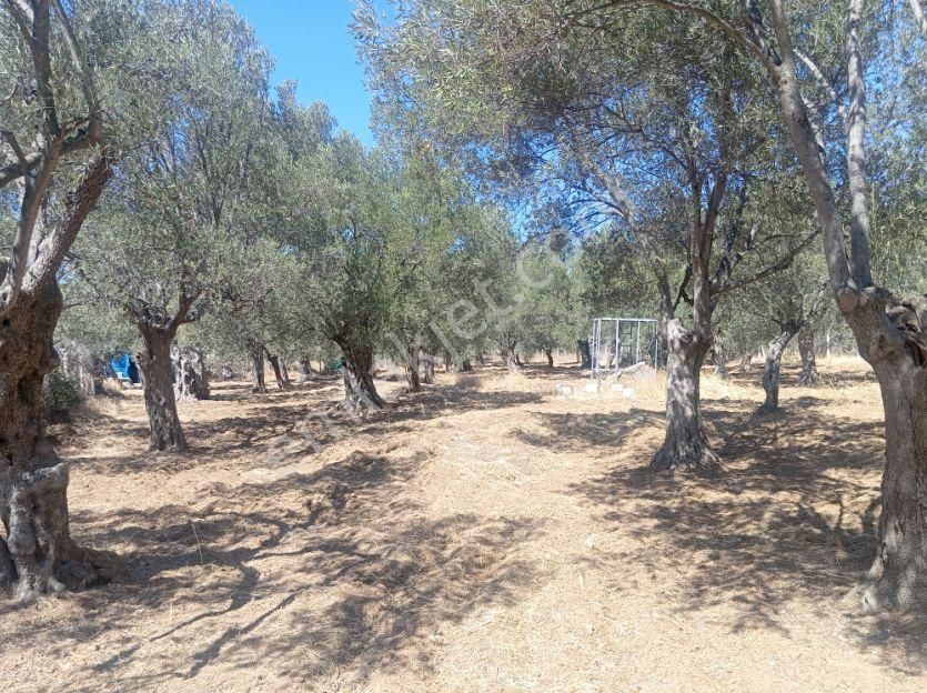 Acil! Pelitköy Sahibinden Satılık, Anayola 1 Parsel Zeytinlik - Görsel 3