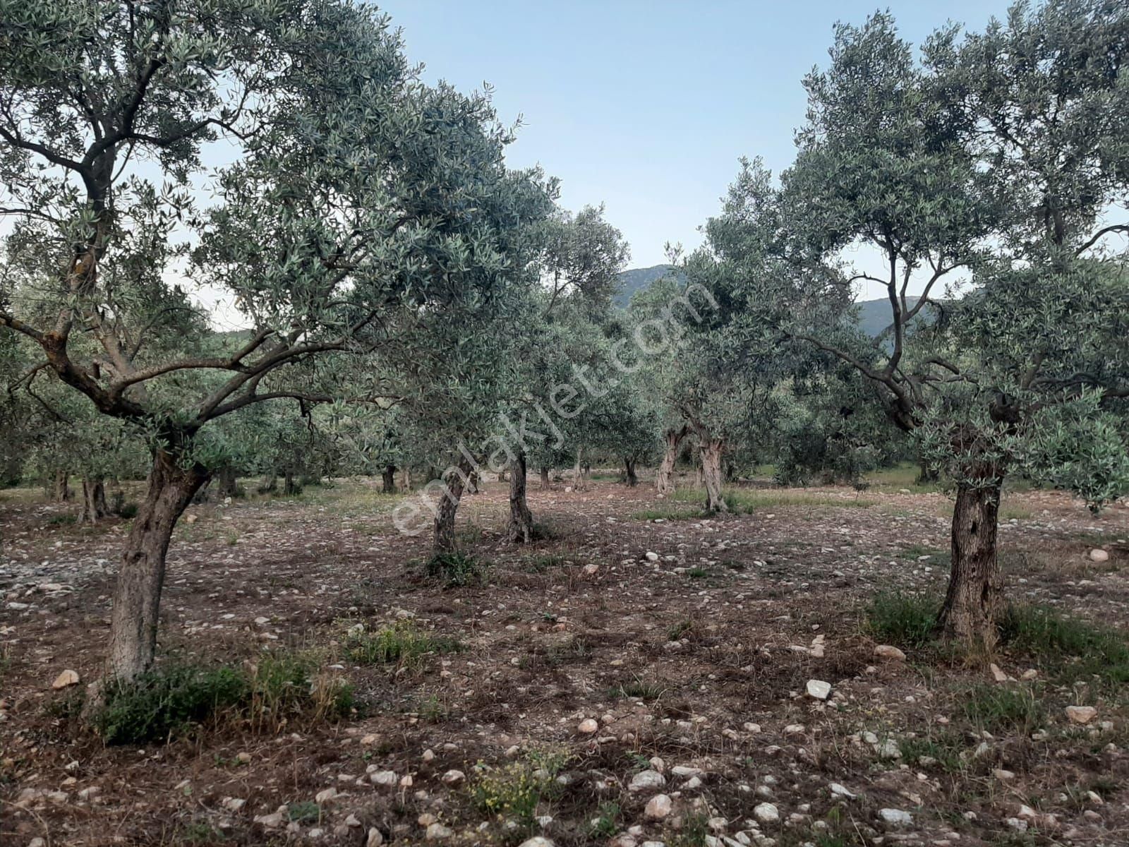 Tire Mehmetler Köyünde 3250 M2 Satılık Köy İçi Zeytinlik - Görsel 6