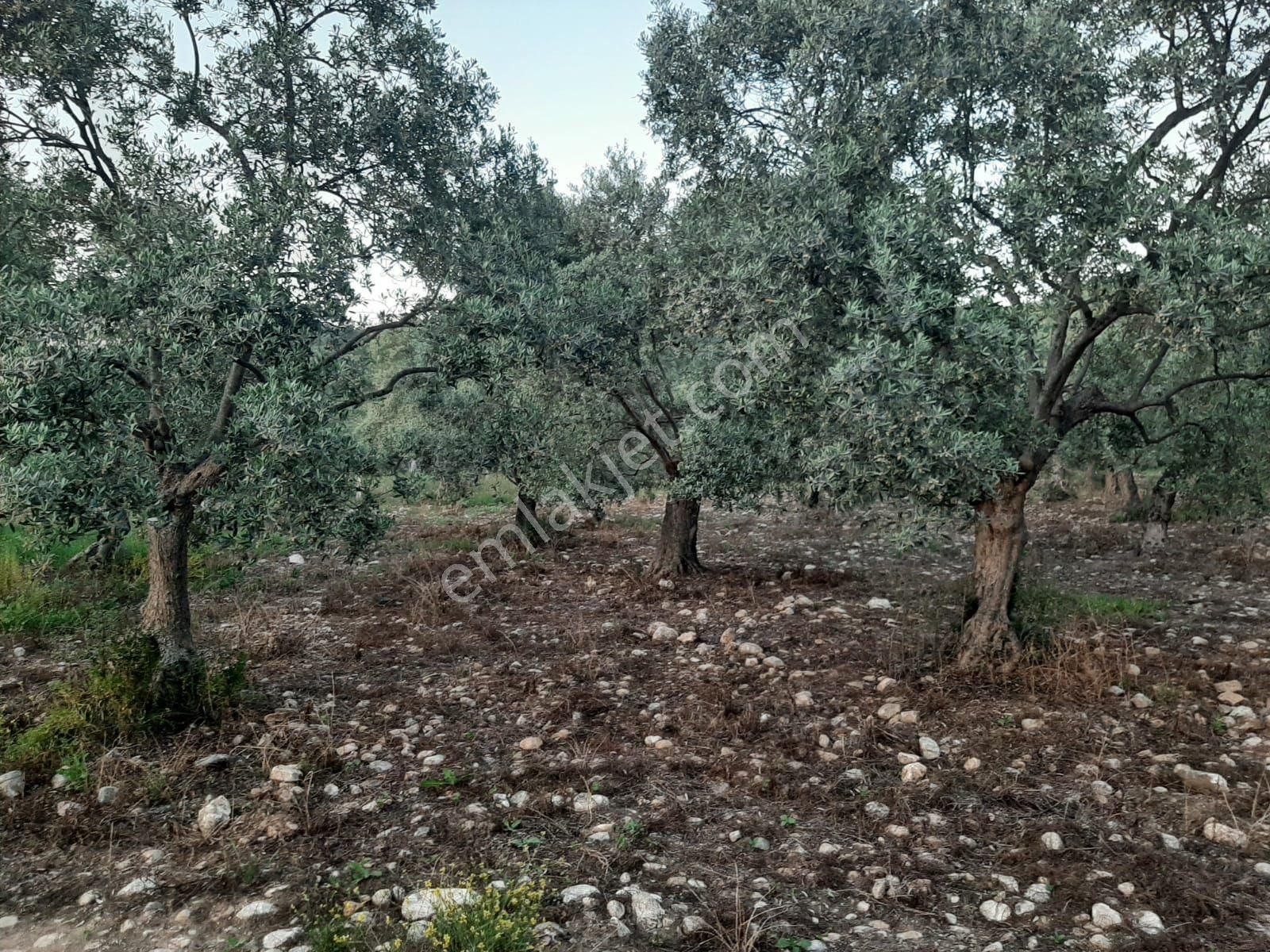 Tire Mehmetler Köyünde 3250 M2 Satılık Köy İçi Zeytinlik - Görsel 5