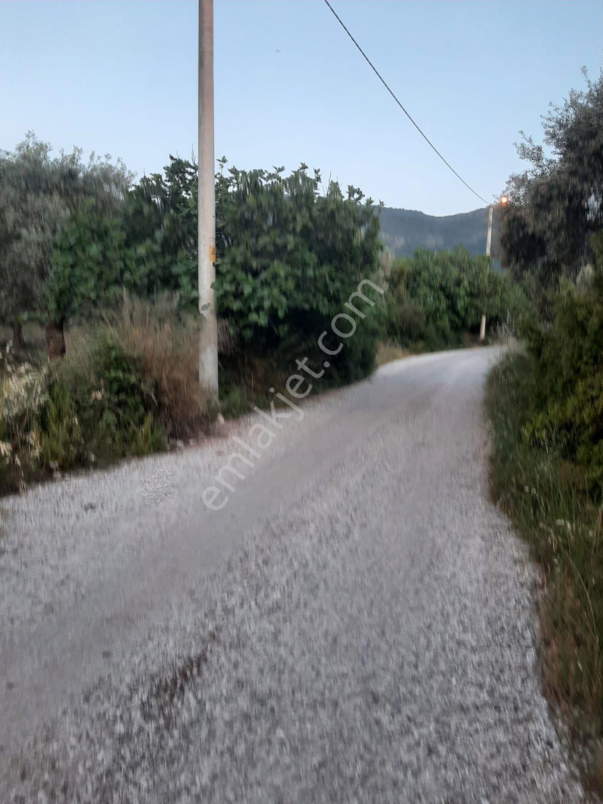 Tire Mehmetler Köyünde 3250 M2 Satılık Köy İçi Zeytinlik