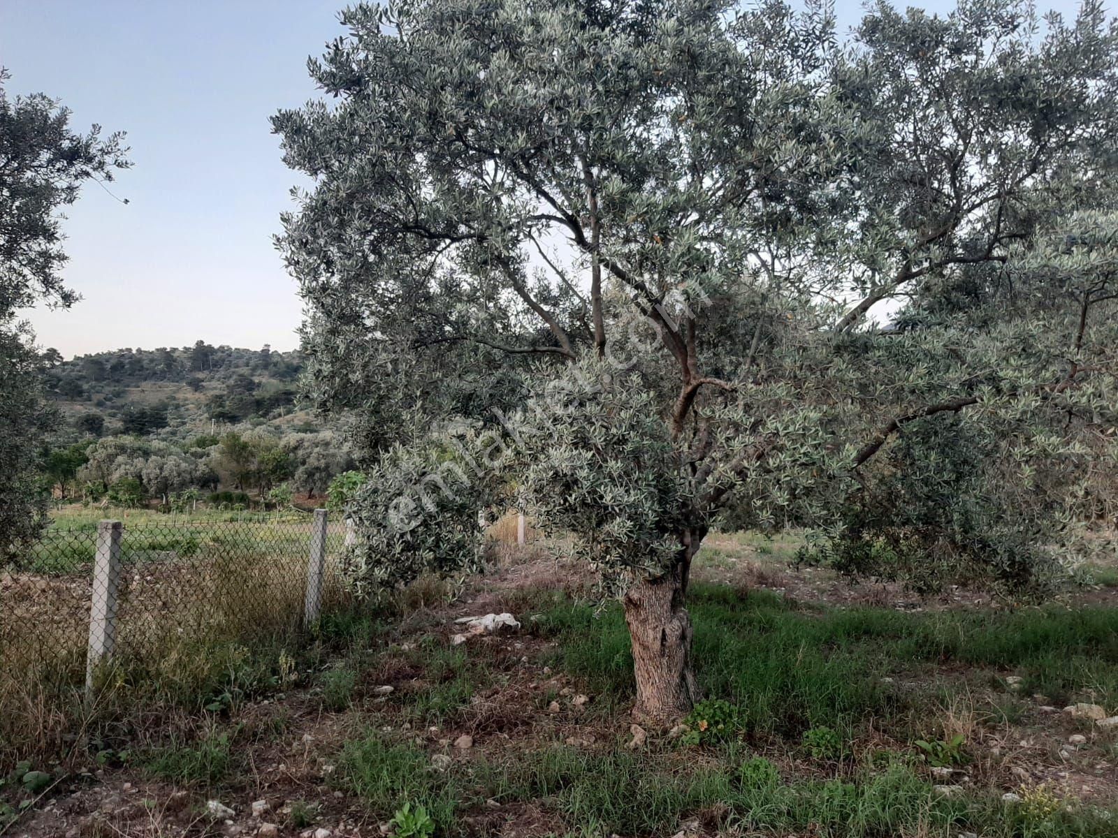 Tire Mehmetler Köyünde 3250 M2 Satılık Köy İçi Zeytinlik - Görsel 2
