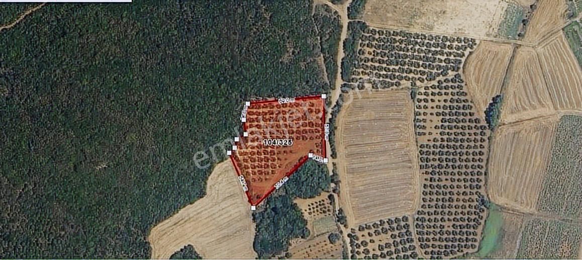 Mudanya Söğütpınar'da Yola Cephe, Deniz Manzaralı 5551 M'2 Tarla - Görsel 5