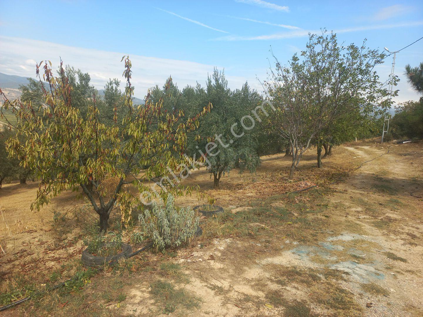 Geyve Umurbey Köyünde 6970 M² Arsa 60m² Bina Bulunan 120 Metrekare Yapı Denetimi Olan Arsa Satılık - Görsel 5