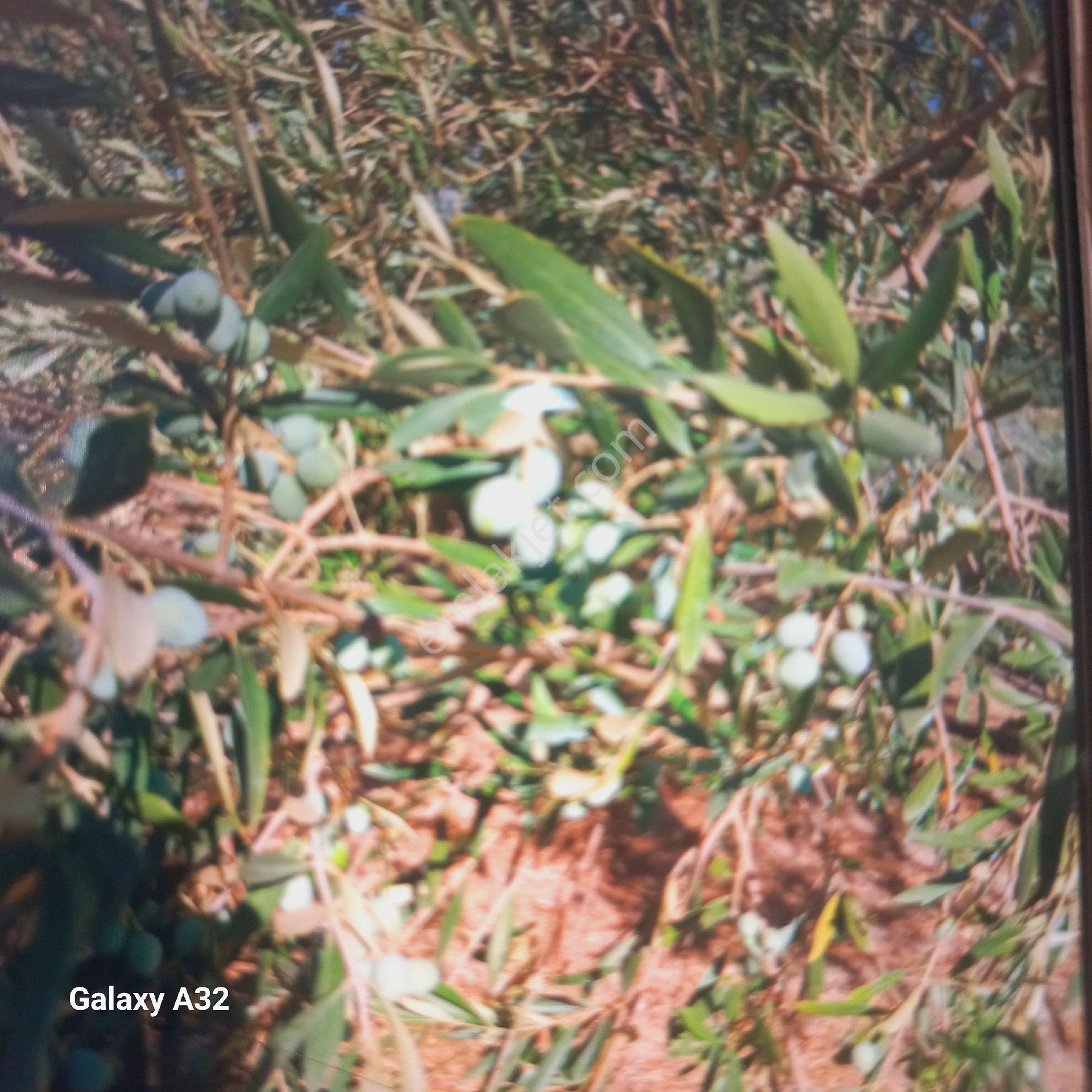 Geyve Umurbey Köyünde 6970 M² Arsa 60m² Bina Bulunan 120 Metrekare Yapı Denetimi Olan Arsa Satılık - Görsel 11