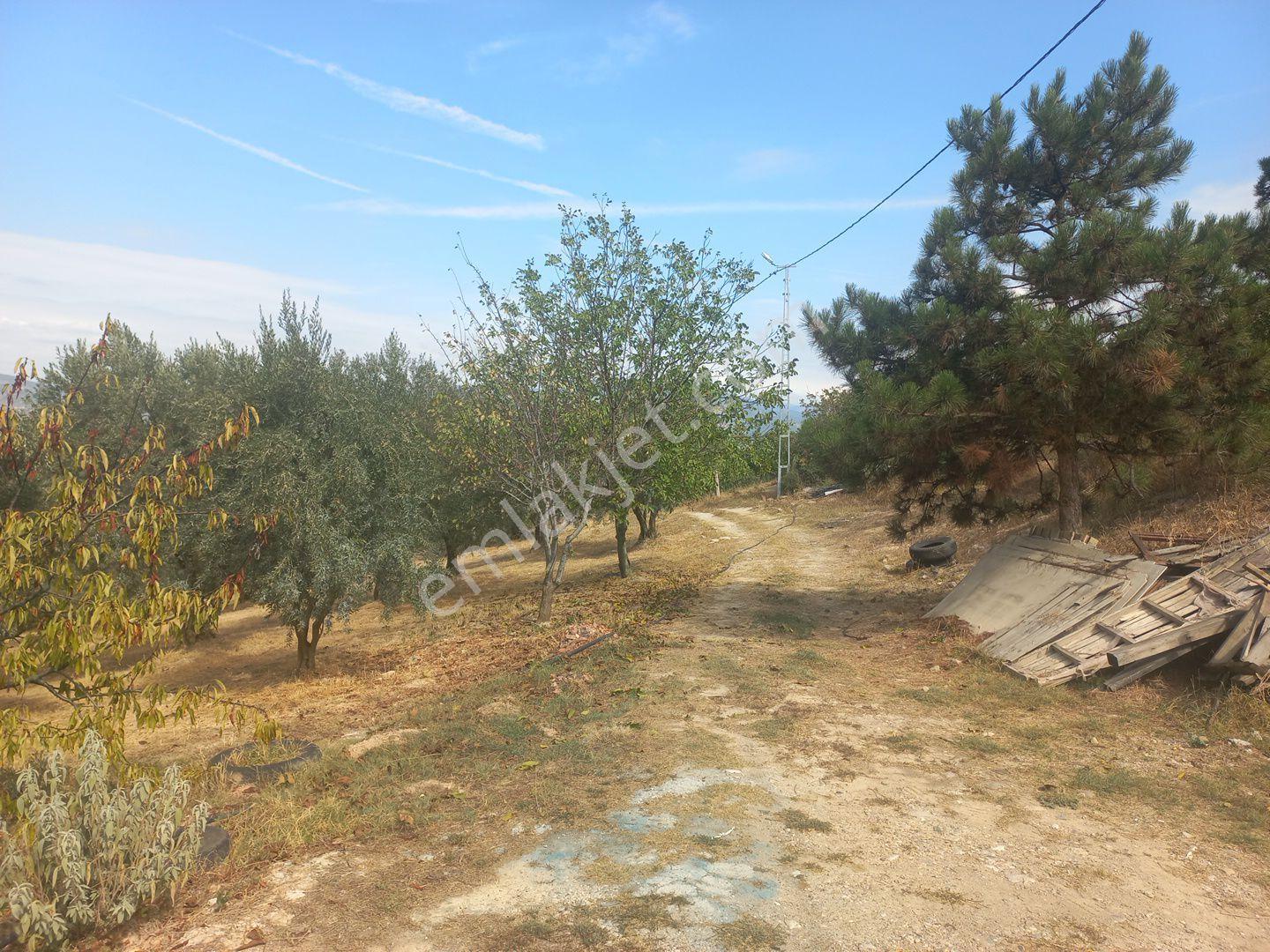 Geyve Umurbey Köyünde 6970 M² Arsa 60m² Bina Bulunan 120 Metrekare Yapı Denetimi Olan Arsa Satılık - Görsel 4