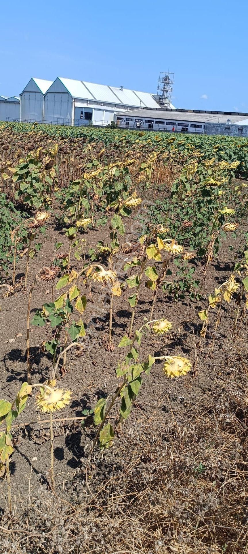 Silivri Kadıköy Mahallesinde 750 M² Satılık Tarla - Görsel 7