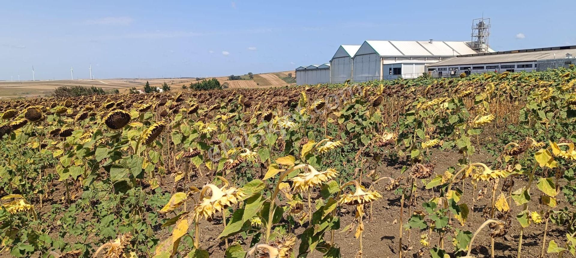 Silivri Kadıköy Mahallesinde 750 M² Satılık Tarla