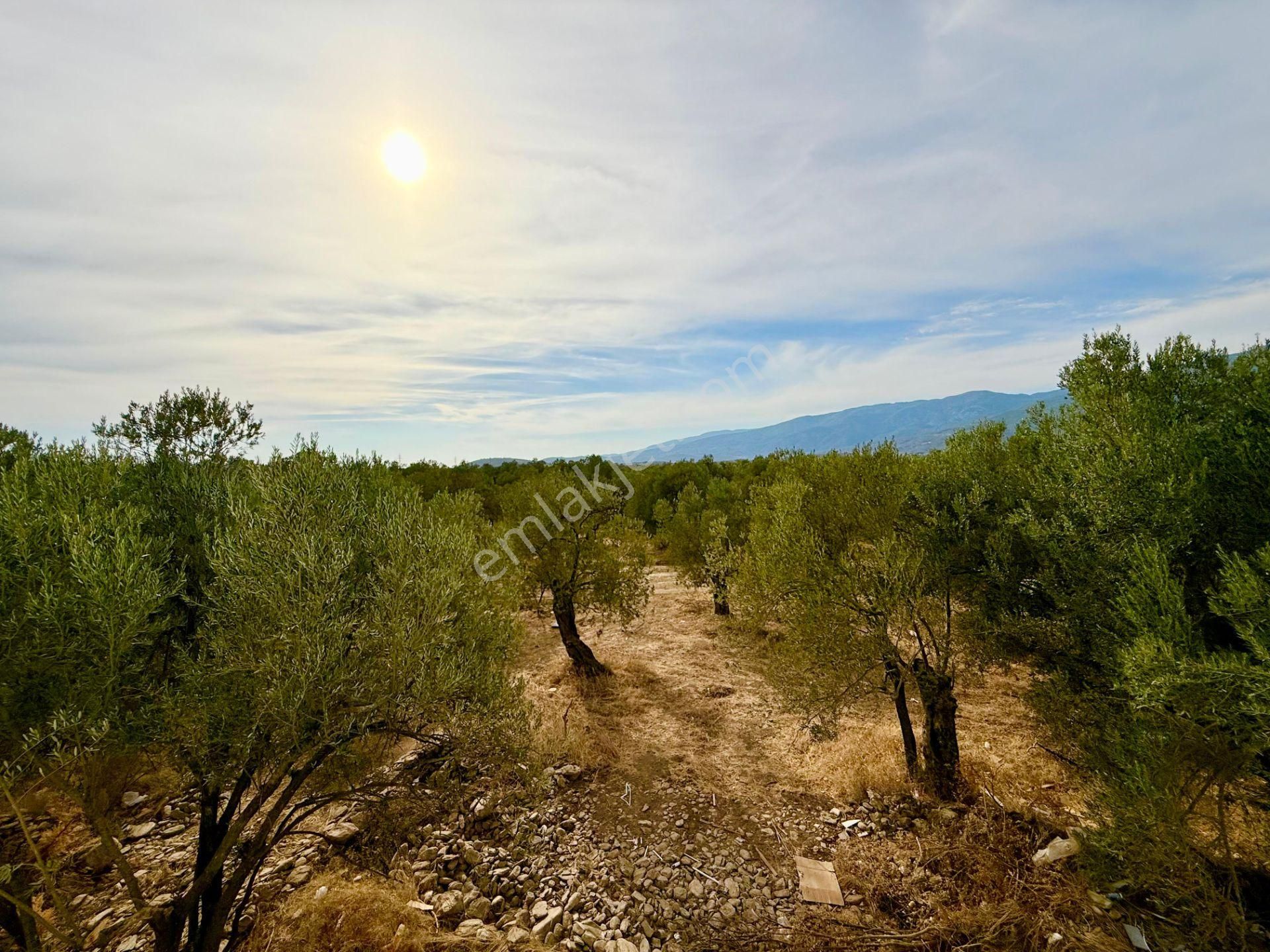 ▶ ▶ Akçay Körfez'den Zeytinli'de Doğa Manzaralı Sıfır Satılık 4+1 Villa - Görsel 24