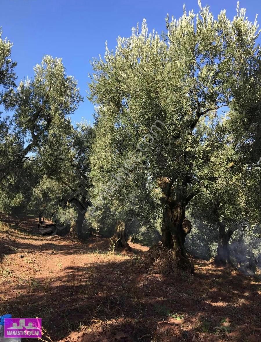 Manastır Emlak'tan Muratobada Satılık Zeytinlik..!