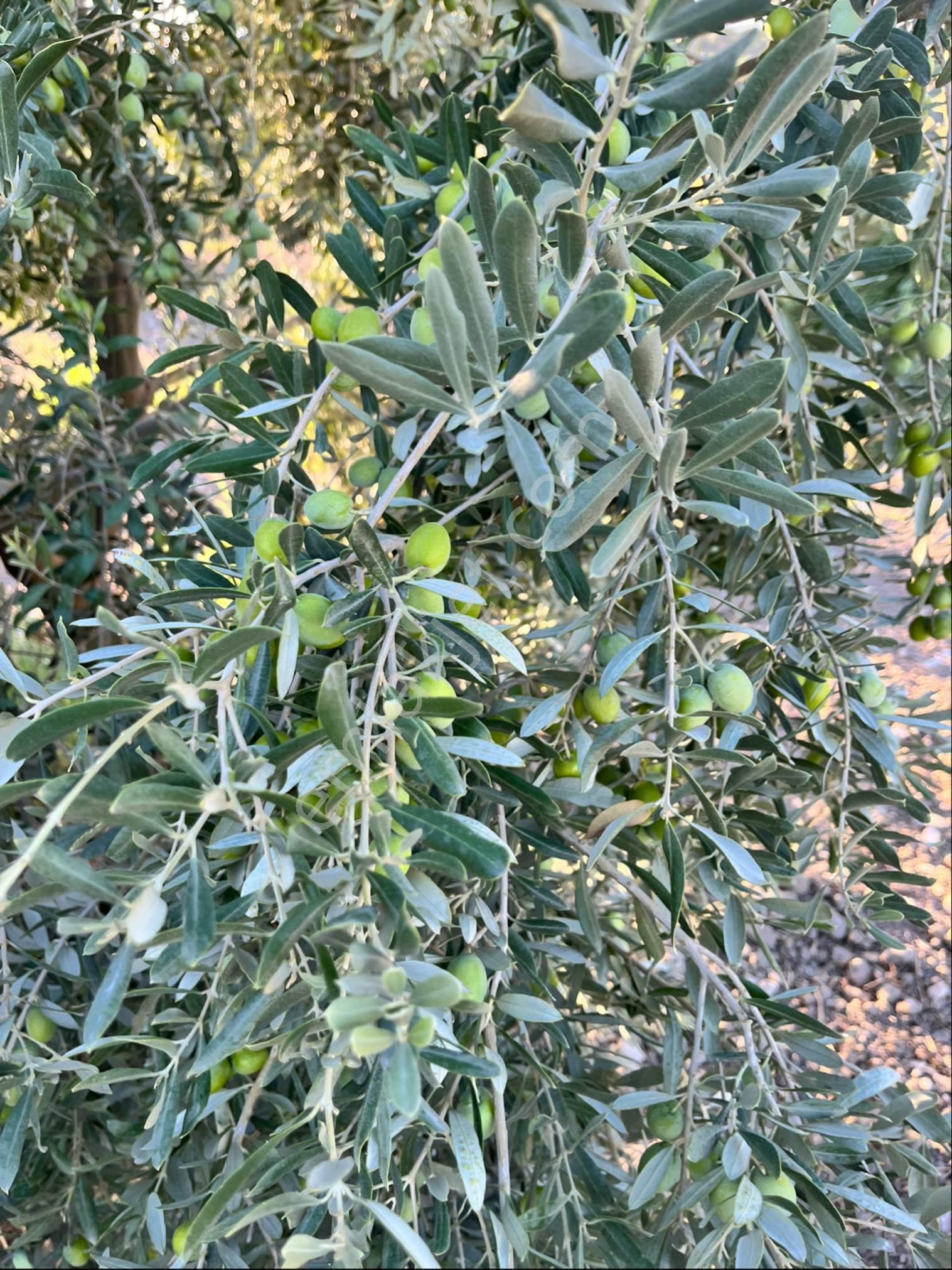 Sarıçam 12400m2 Elk Su Sondaj Damlama Ve Takas Var Zeytinlik - Görsel 29