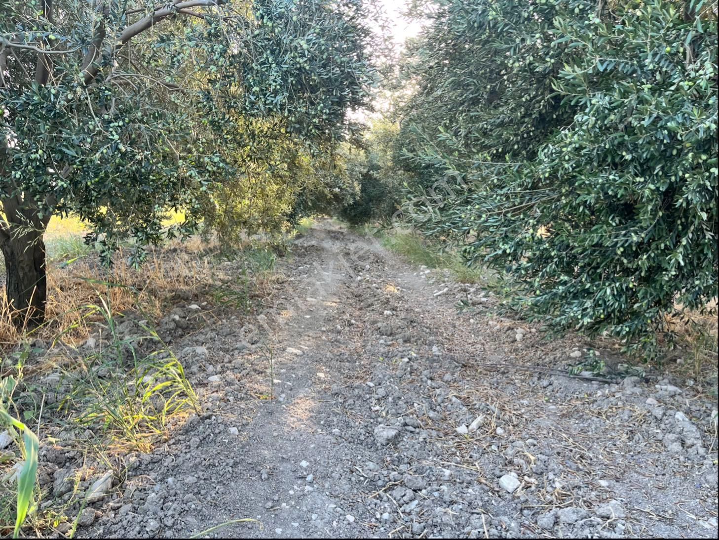 Sarıçam 12400m2 Elk Su Sondaj Damlama Ve Takas Var Zeytinlik - Görsel 11