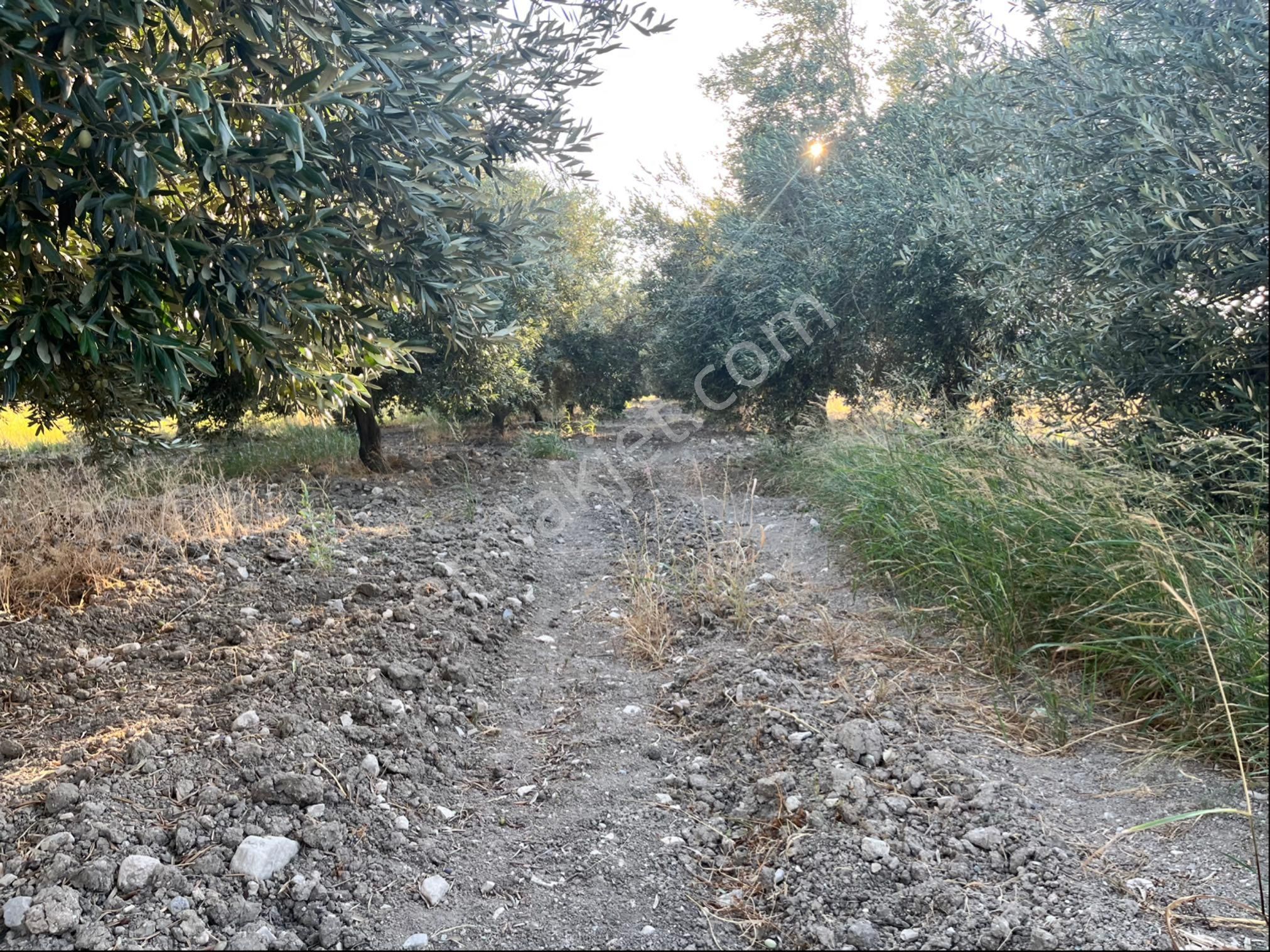 Sarıçam 12400m2 Elk Su Sondaj Damlama Ve Takas Var Zeytinlik - Görsel 13
