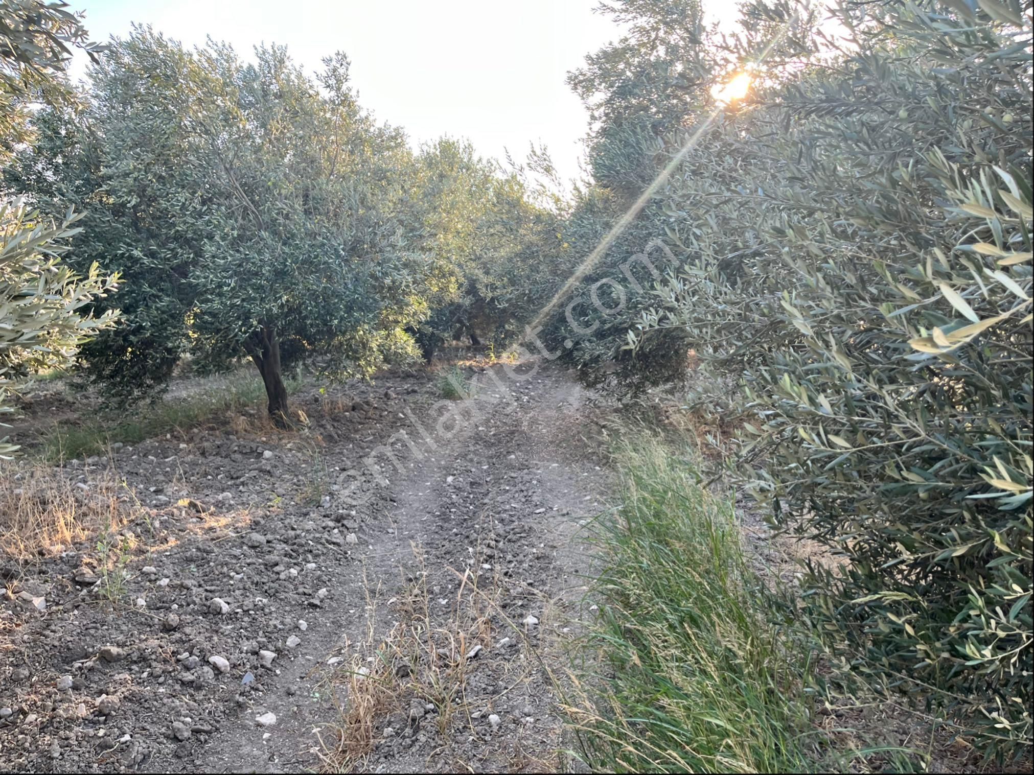 Sarıçam 12400m2 Elk Su Sondaj Damlama Ve Takas Var Zeytinlik - Görsel 4