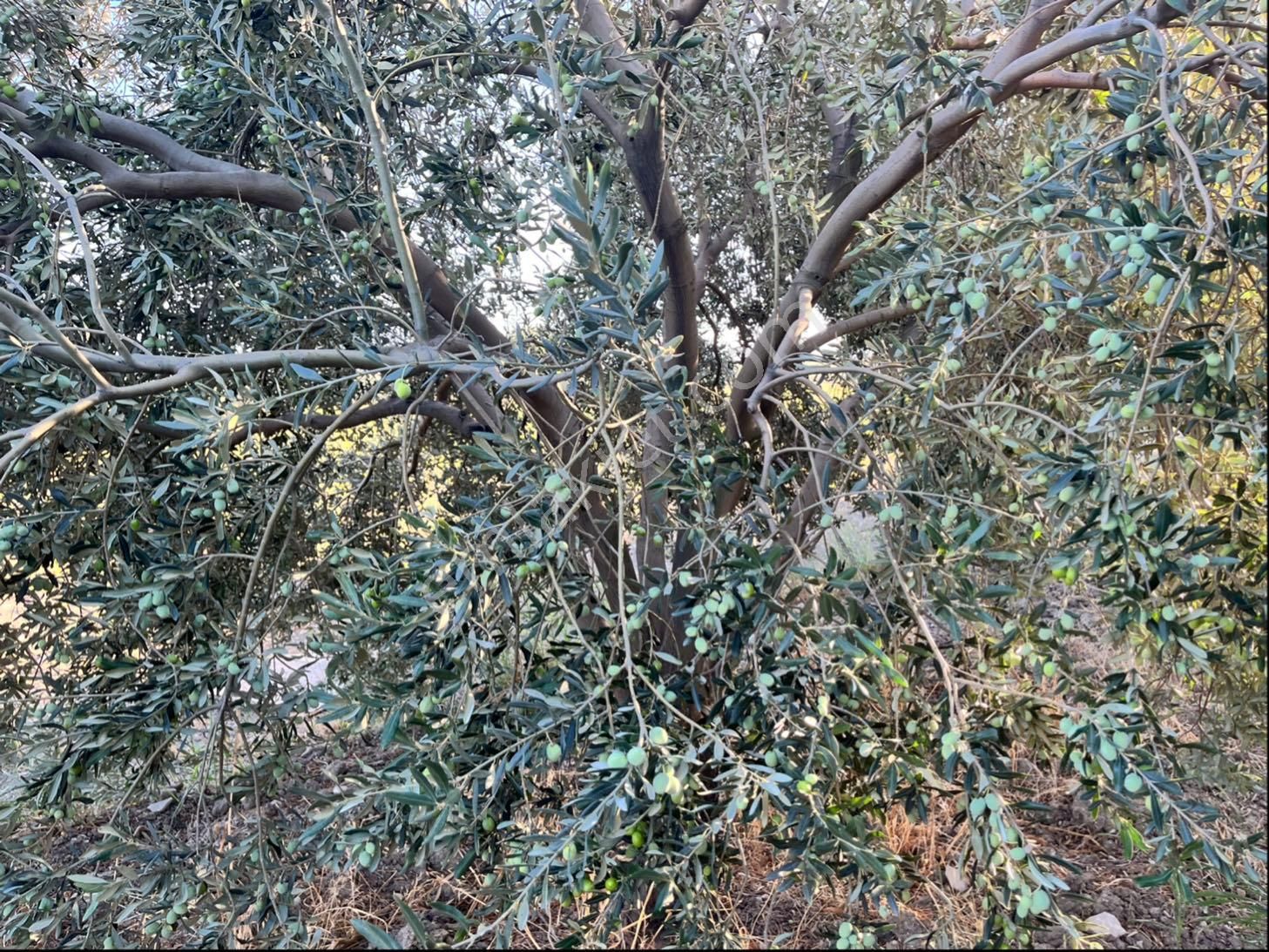 Sarıçam 12400m2 Elk Su Sondaj Damlama Ve Takas Var Zeytinlik - Görsel 7