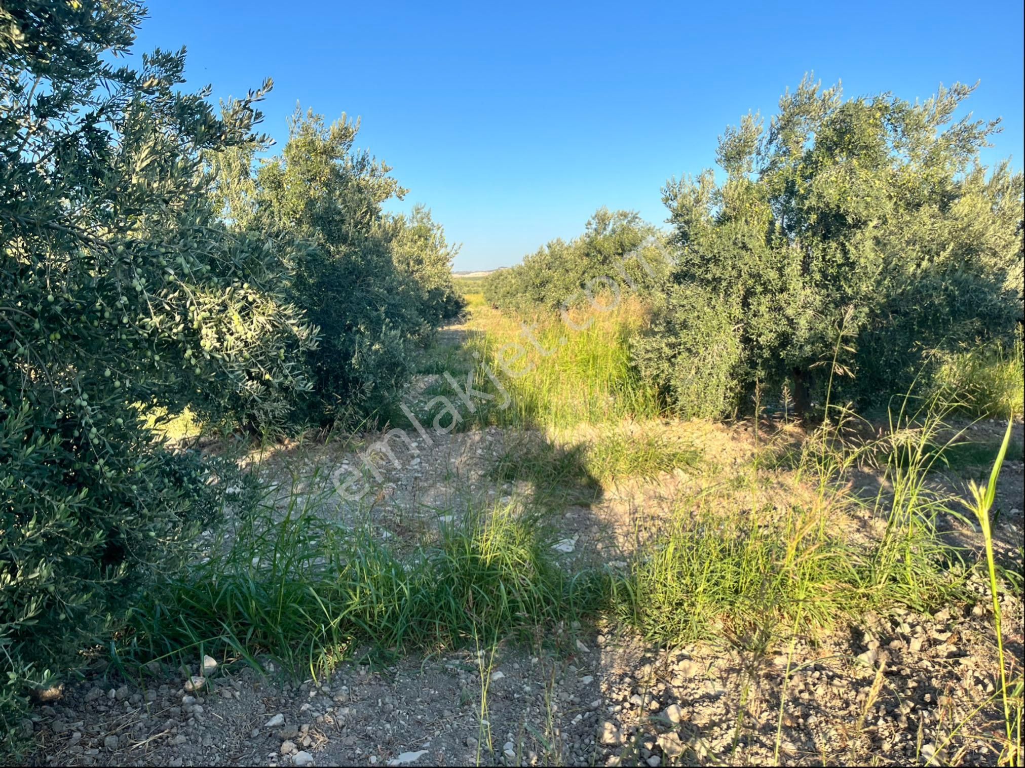 Sarıçam 12400m2 Elk Su Sondaj Damlama Ve Takas Var Zeytinlik - Görsel 21