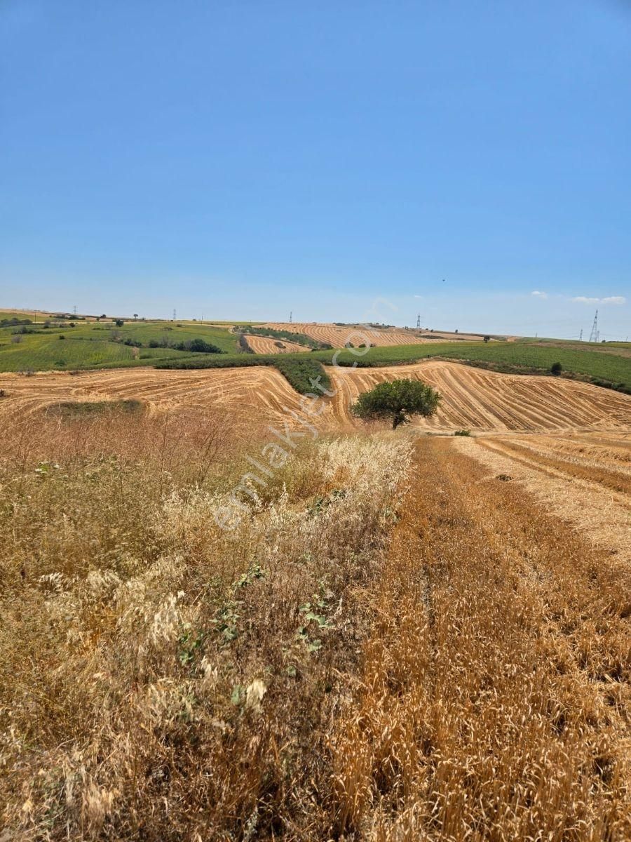 Çanakkale, Gelibolu, Güneyli Satılık Tarla - Görsel 3