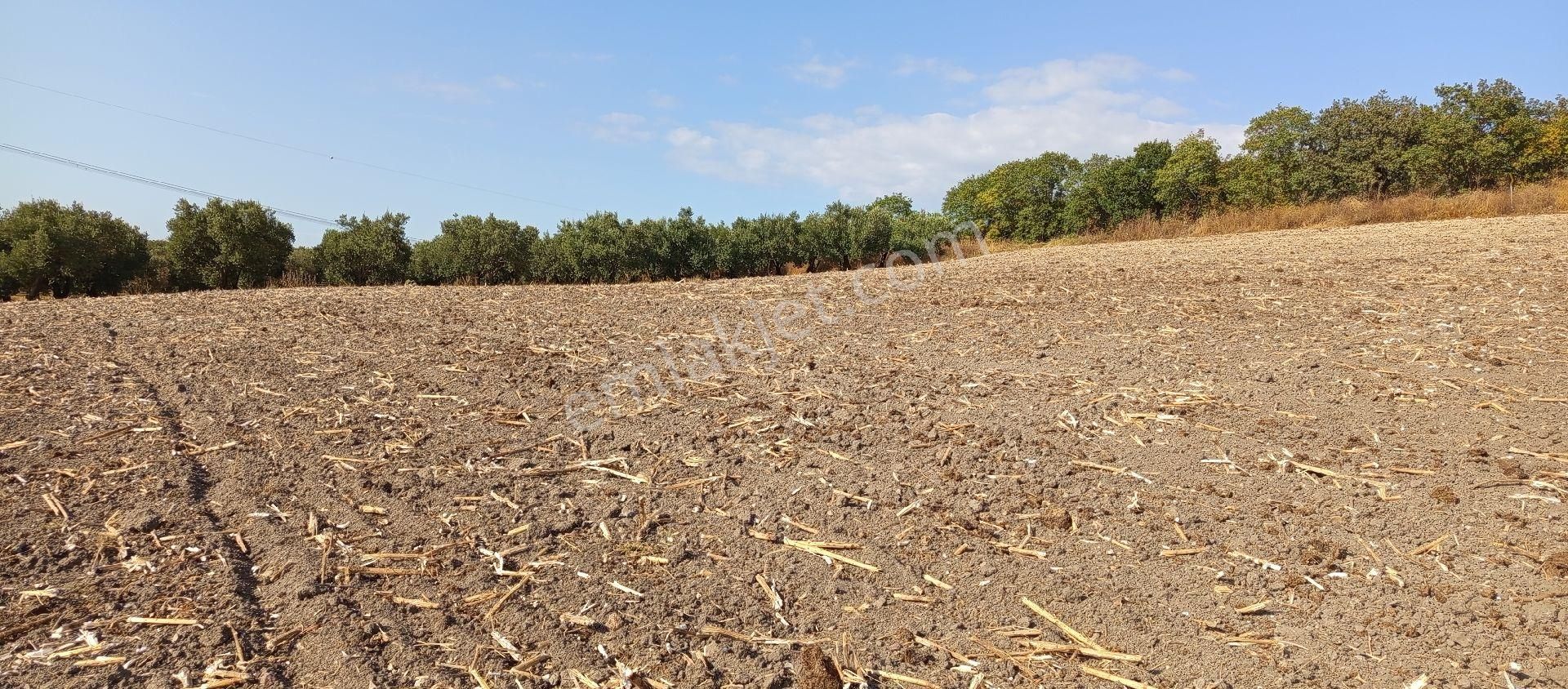 Mudanya Hançerli Mahallesi Satılık 7.900 Mt Anayola Cepheli Tarla - Görsel 18