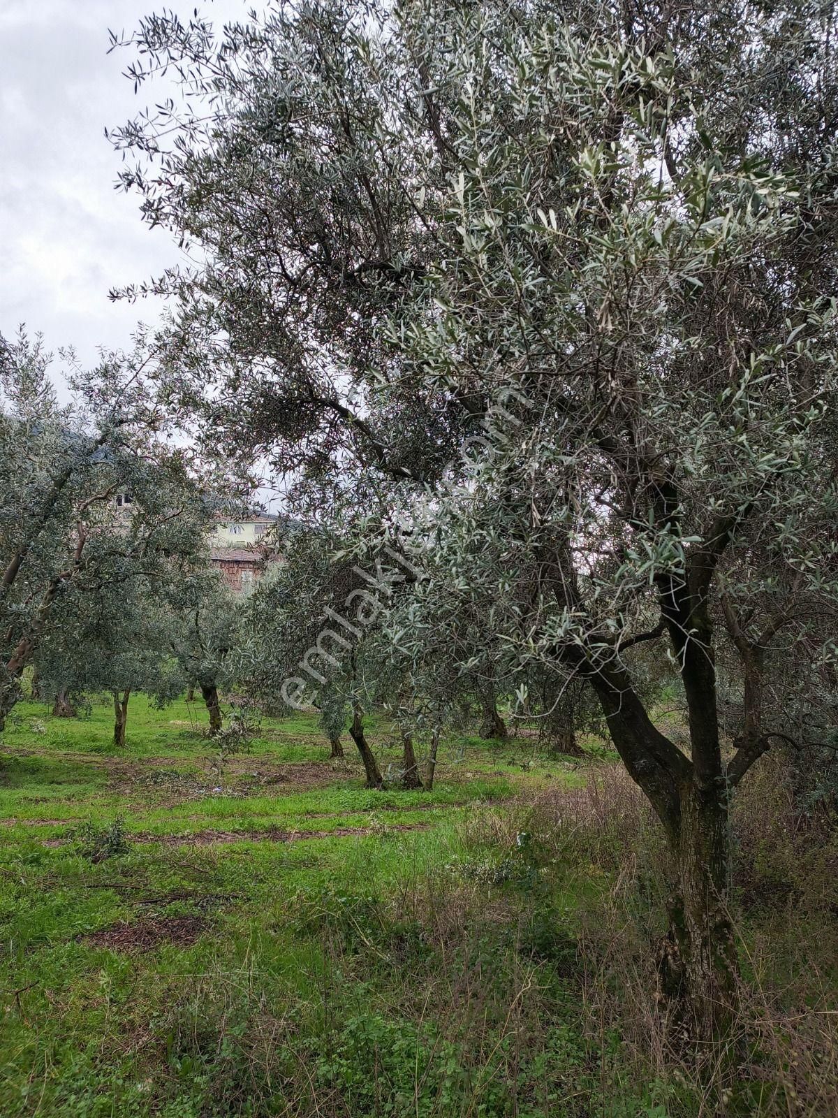 Heceler Köyü Tek Tapu Zeytinlik - Görsel 6