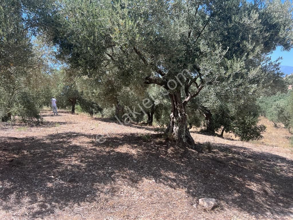 Didim Zeytinlik Tarla Balat 3.875 Metrekare Zeytinlik