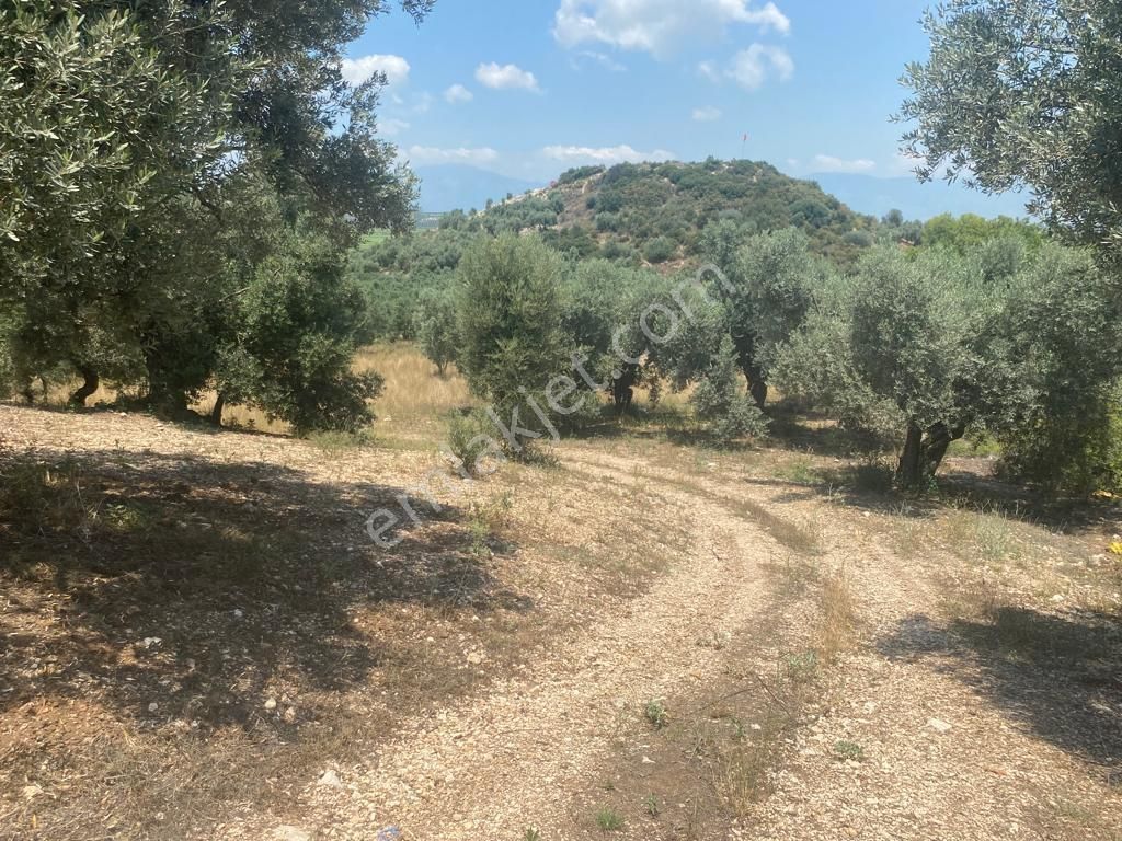 Didim Zeytinlik Tarla Balat 3.875 Metrekare Zeytinlik - Görsel 2