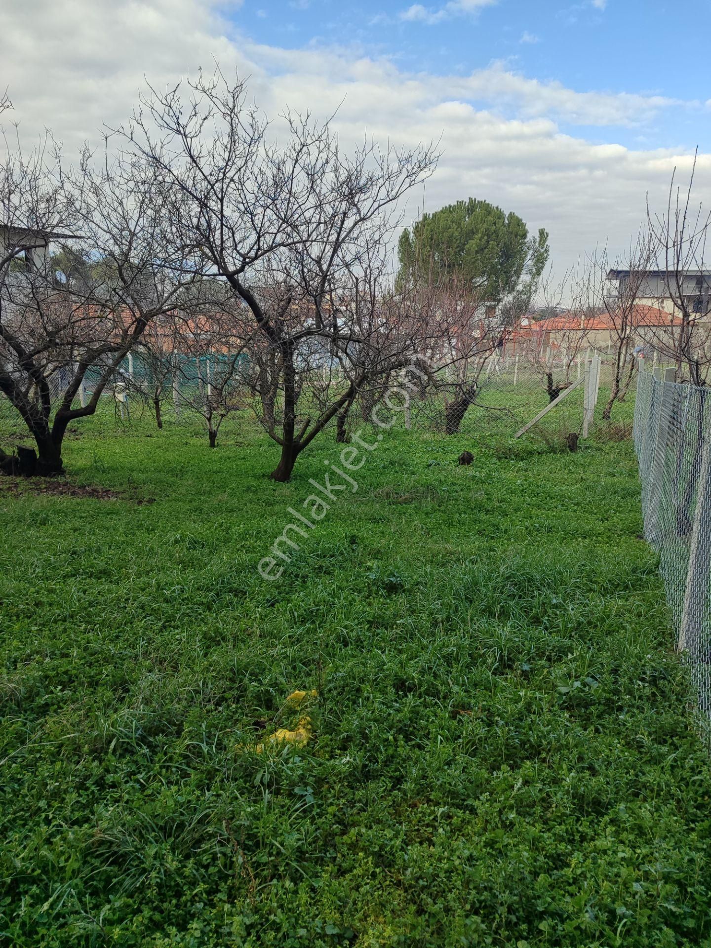 Kemalpaşa Yiğitler Köy Mahalle İçerisinde Acil Satılık Bahçe - Görsel 3