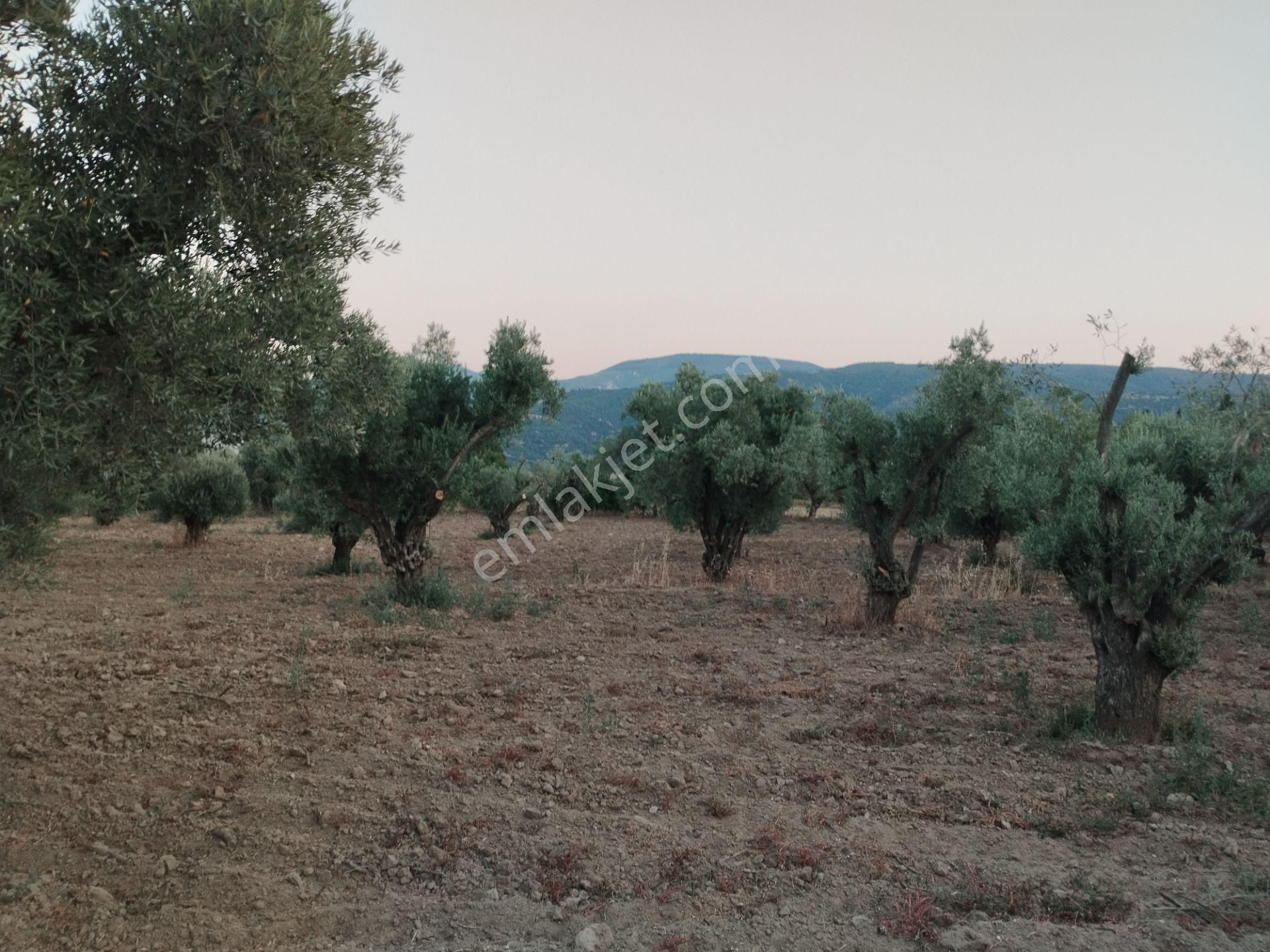 Aydın/buharkent/merkez Üçeylül Semti Mezarlık, Aydın Yolu 80 Mt Yukarısı 75 Adet Yeişkin Zeytinlik - Görsel 5