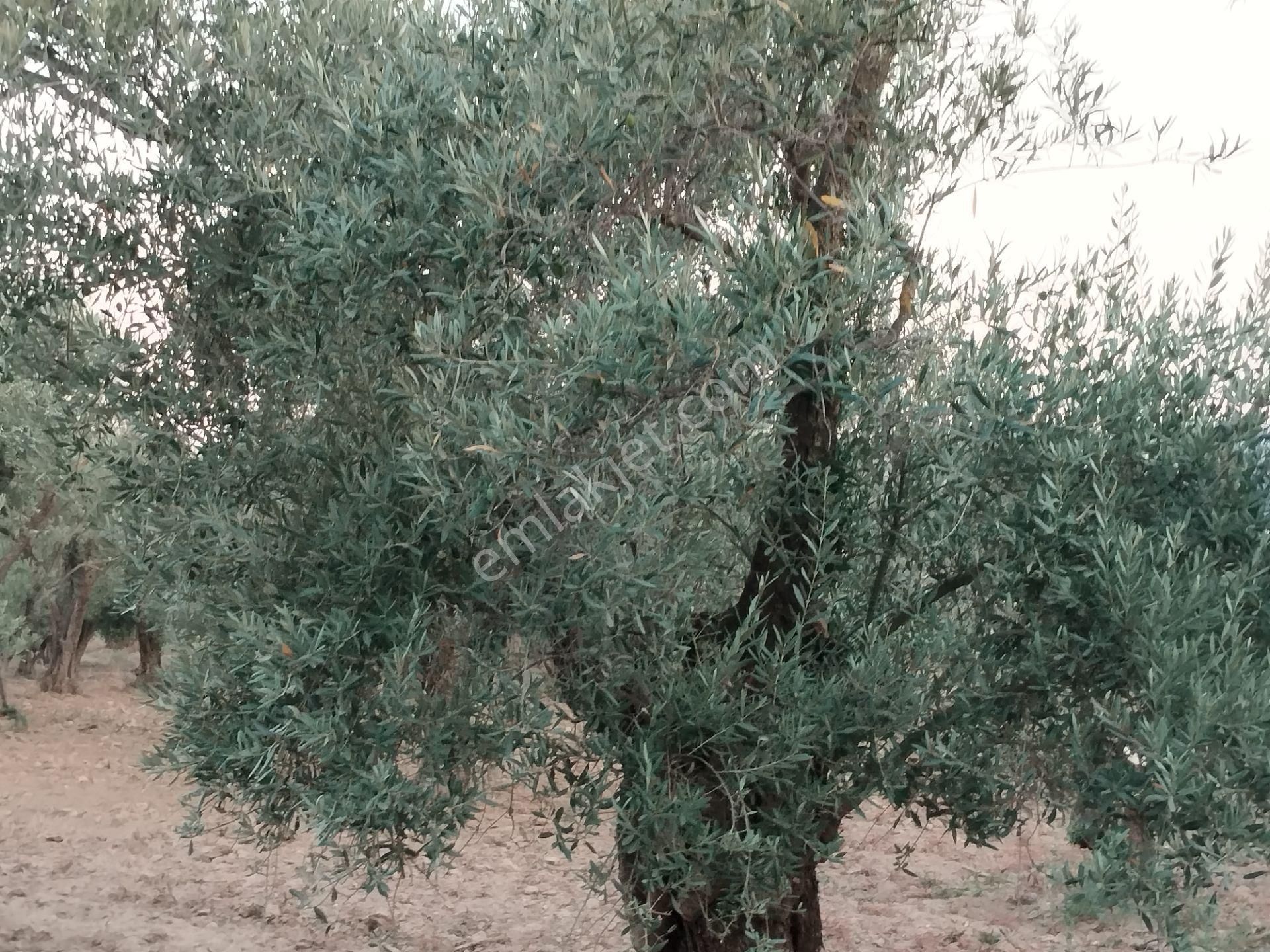 Aydın/buharkent/merkez Üçeylül Semti Mezarlık, Aydın Yolu 80 Mt Yukarısı 75 Adet Yeişkin Zeytinlik - Görsel 3