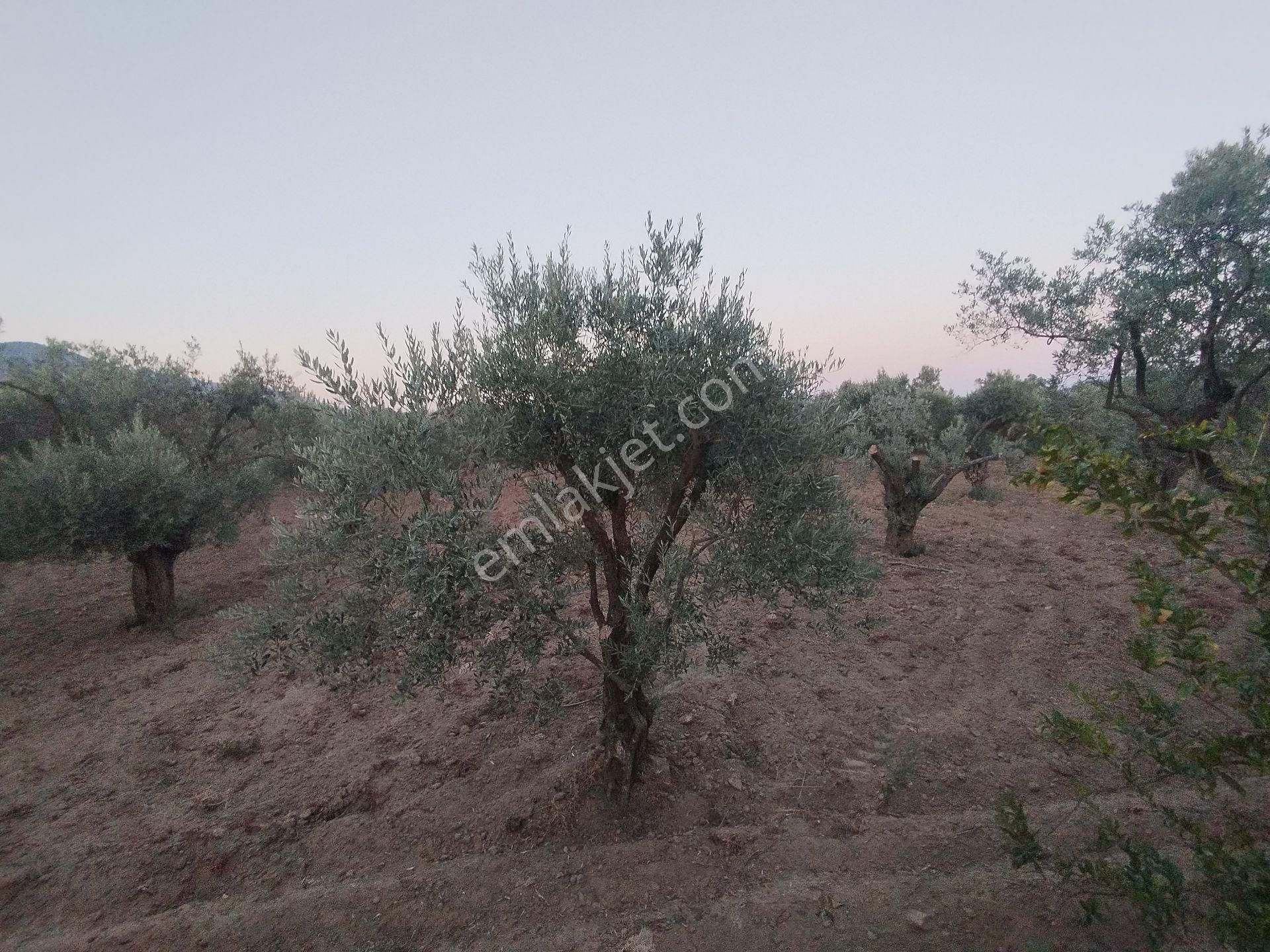 Aydın/buharkent/merkez Üçeylül Semti Mezarlık, Aydın Yolu 80 Mt Yukarısı 75 Adet Yeişkin Zeytinlik - Görsel 9
