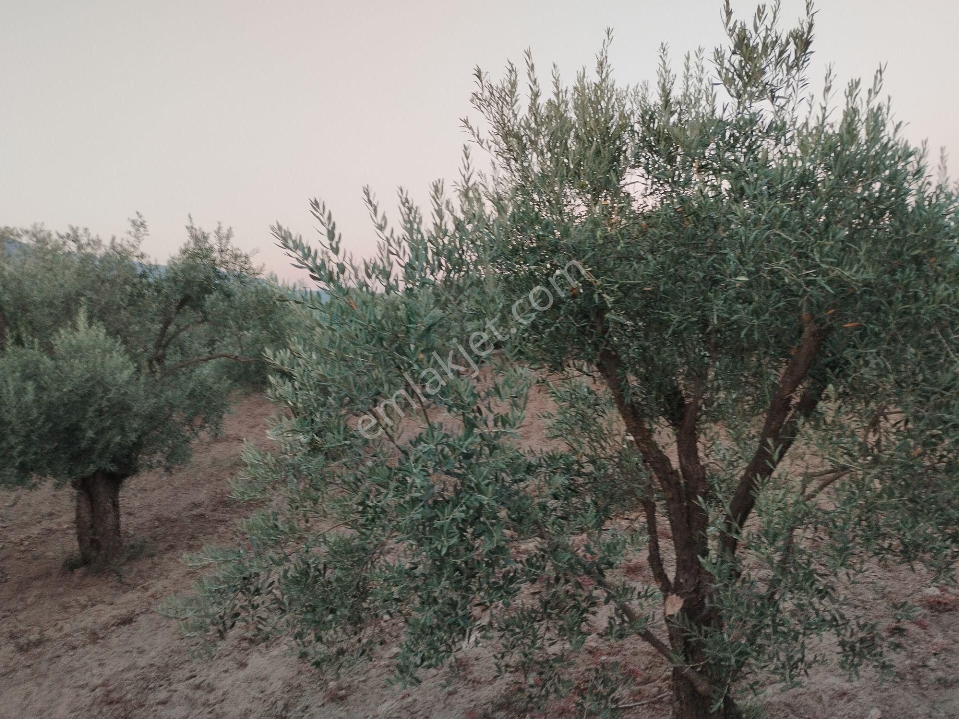 Aydın/buharkent/merkez Üçeylül Semti Mezarlık, Aydın Yolu 80 Mt Yukarısı 75 Adet Yeişkin Zeytinlik - Görsel 8