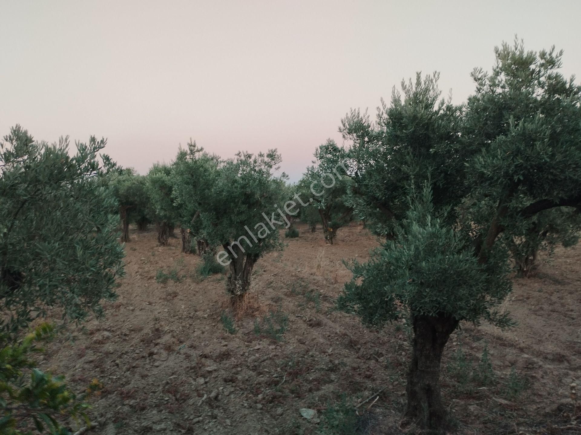 Aydın/buharkent/merkez Üçeylül Semti Mezarlık, Aydın Yolu 80 Mt Yukarısı 75 Adet Yeişkin Zeytinlik - Görsel 11