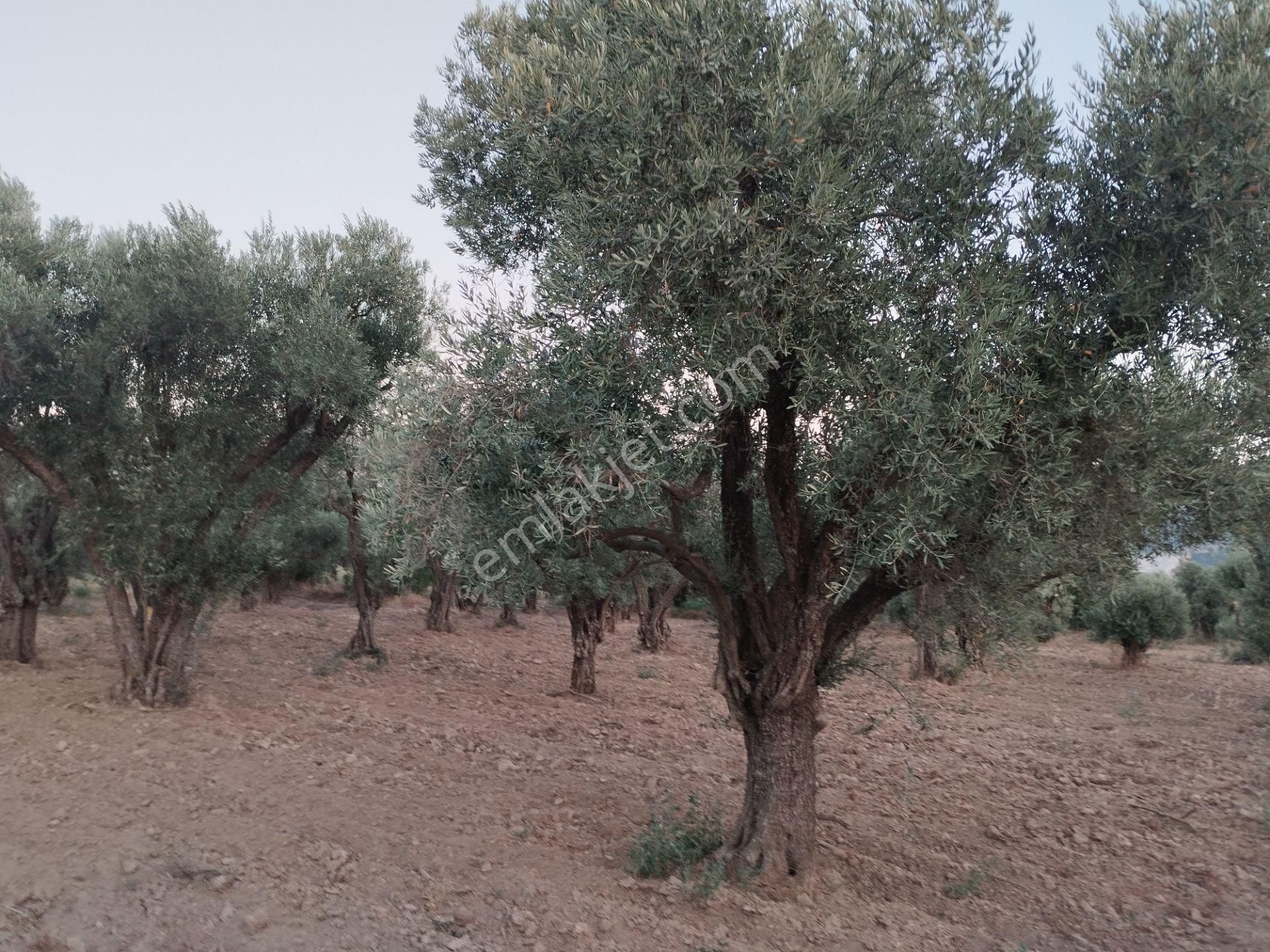 Aydın/buharkent/merkez Üçeylül Semti Mezarlık, Aydın Yolu 80 Mt Yukarısı 75 Adet Yeişkin Zeytinlik - Görsel 4