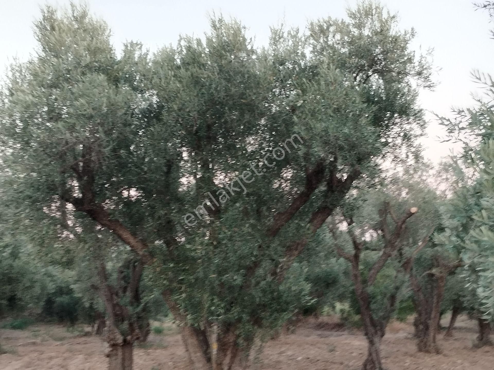 Aydın/buharkent/merkez Üçeylül Semti Mezarlık, Aydın Yolu 80 Mt Yukarısı 75 Adet Yeişkin Zeytinlik - Görsel 6