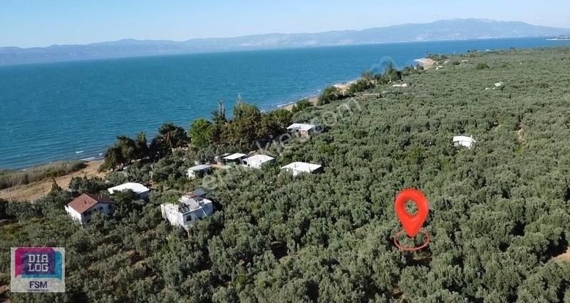Bursa İznik Mustafalı Köyünde Göle Yakın Ulaşımı Kolay Zeytinlik - Görsel 13