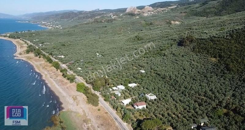 Bursa İznik Mustafalı Köyünde Göle Yakın Ulaşımı Kolay Zeytinlik - Görsel 27