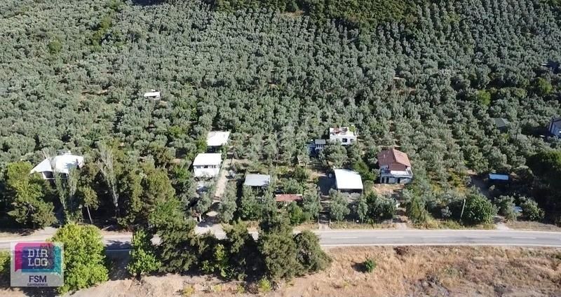 Bursa İznik Mustafalı Köyünde Göle Yakın Ulaşımı Kolay Zeytinlik - Görsel 16