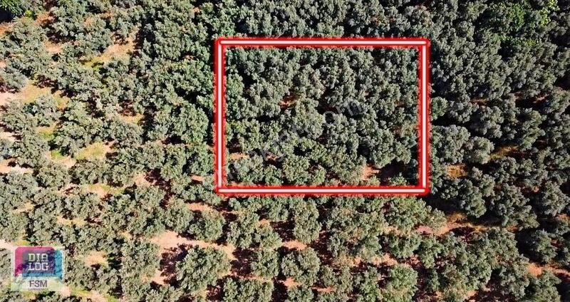 Bursa İznik Mustafalı Köyünde Göle Yakın Ulaşımı Kolay Zeytinlik - Görsel 30
