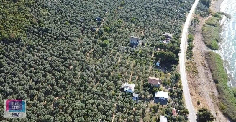 Bursa İznik Mustafalı Köyünde Göle Yakın Ulaşımı Kolay Zeytinlik - Görsel 18