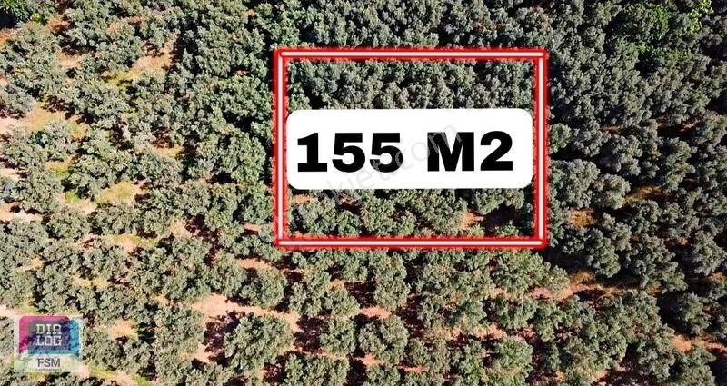 Bursa İznik Mustafalı Köyünde Göle Yakın Ulaşımı Kolay Zeytinlik - Görsel 2